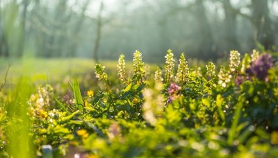 ​五色花的功效和作用