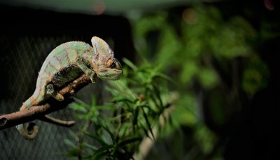 ​蜥蜴用什么呼吸