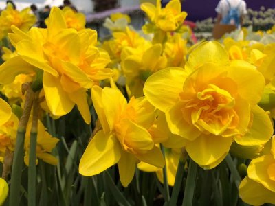 ​洋水仙南方能种植吗，怎么种植