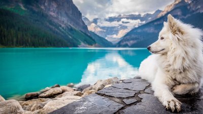 ​保护动物的原因是什么