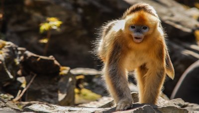 ​猴子是几级保护动物