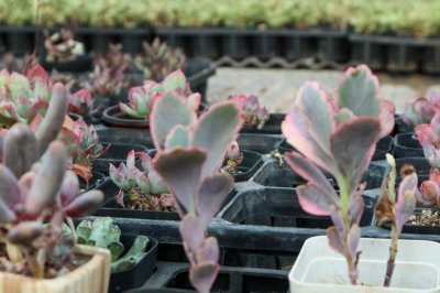 ​玉吊钟的水肥管理