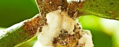 ​橘子树上面的虫子是什么