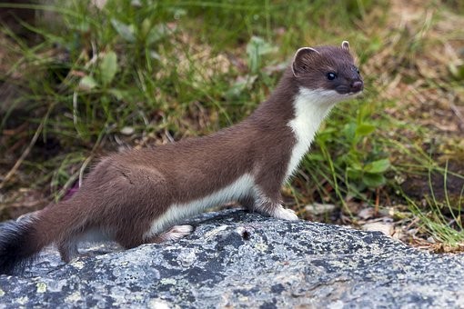 weasel-4958239__340.jpg