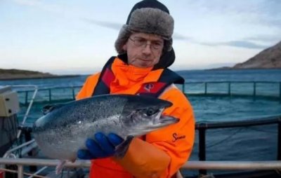 ​外媒曝光挪威三文鱼养殖罪恶：鱼身上布满溃疡，寄生虫长达20公分