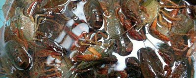 ​小龙虾好脏 小龙虾特别脏