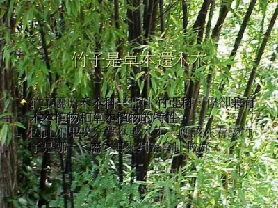 ​竹子的特性（竹子的生长习性）