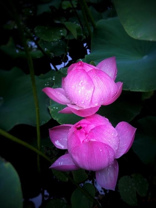 发现你的美龙口（你就会爱上这里）(3)