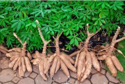 ​木薯的功效与作用（木薯的作用与功效总结）