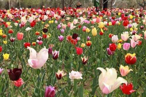 乱花渐欲迷人眼什么意思（乱花渐欲迷人眼原文出处及翻译）