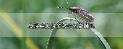 ​臭屁虫爬过的被子还能睡吗图片 臭屁虫爬过的被子还能睡吗知乎