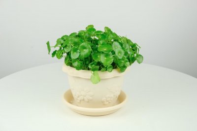 ​铜钱草用什么盆养最好，用无孔花盆行吗