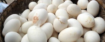 ​为什么鹅蛋煮出来蛋白是透明的 鹅蛋煮熟后蛋清是白色还是透明色