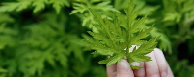 ​艾草煮水洗澡要煮多久