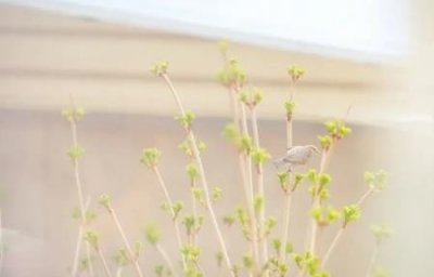 ​豆奶和酸奶一起泡着喝可以吗？酸奶溶豆豆怎么做