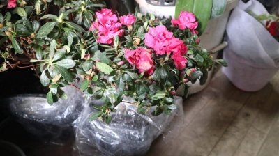 ​西洋杜鹃的养殖方法和注意事项