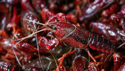 ​龙虾在什么水域里生活