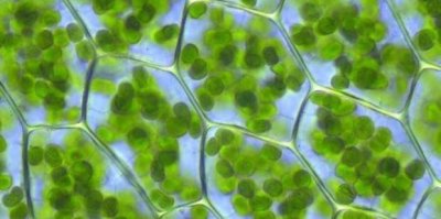 ​植物细胞模型制作方法