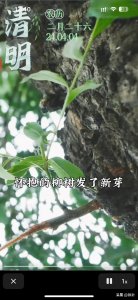 ​清明是二十四节气中唯有清明称为节气，你知道吗？