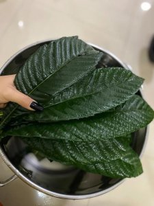 ​枇杷叶煮水的功效与作用（枇杷叶煮水的功效与作用有哪些）