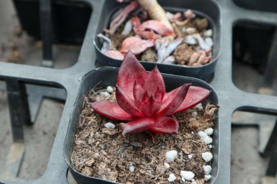 ​多肉花盆土放多少