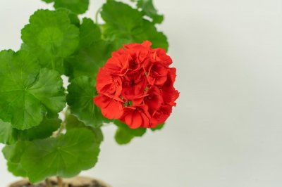 ​三角梅落叶会死吗，叶落光可剪枝吗