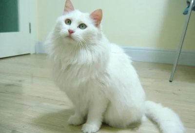 ​世人只知布偶猫，却不知我国临清狮猫有多美