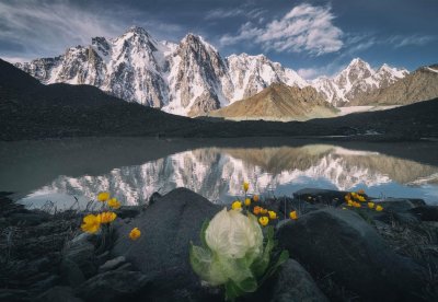 ​雪莲花的寓意，象征着什么