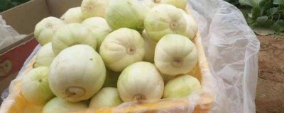 ​梨瓜和香瓜的区别