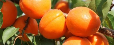 ​荔枝和杏子能一起吃吗