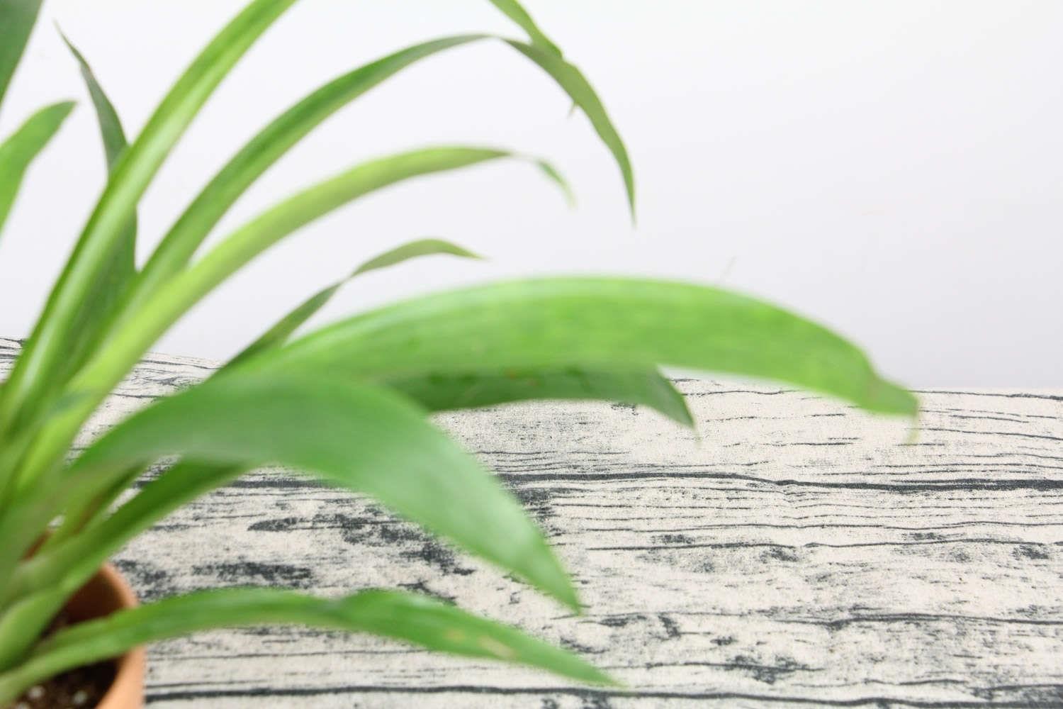 鸿运当头 鸿运当头