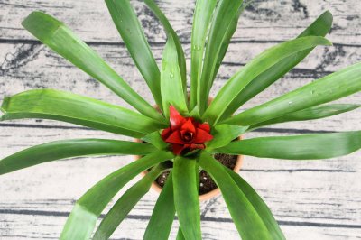 ​鸿运当头怎么养才红