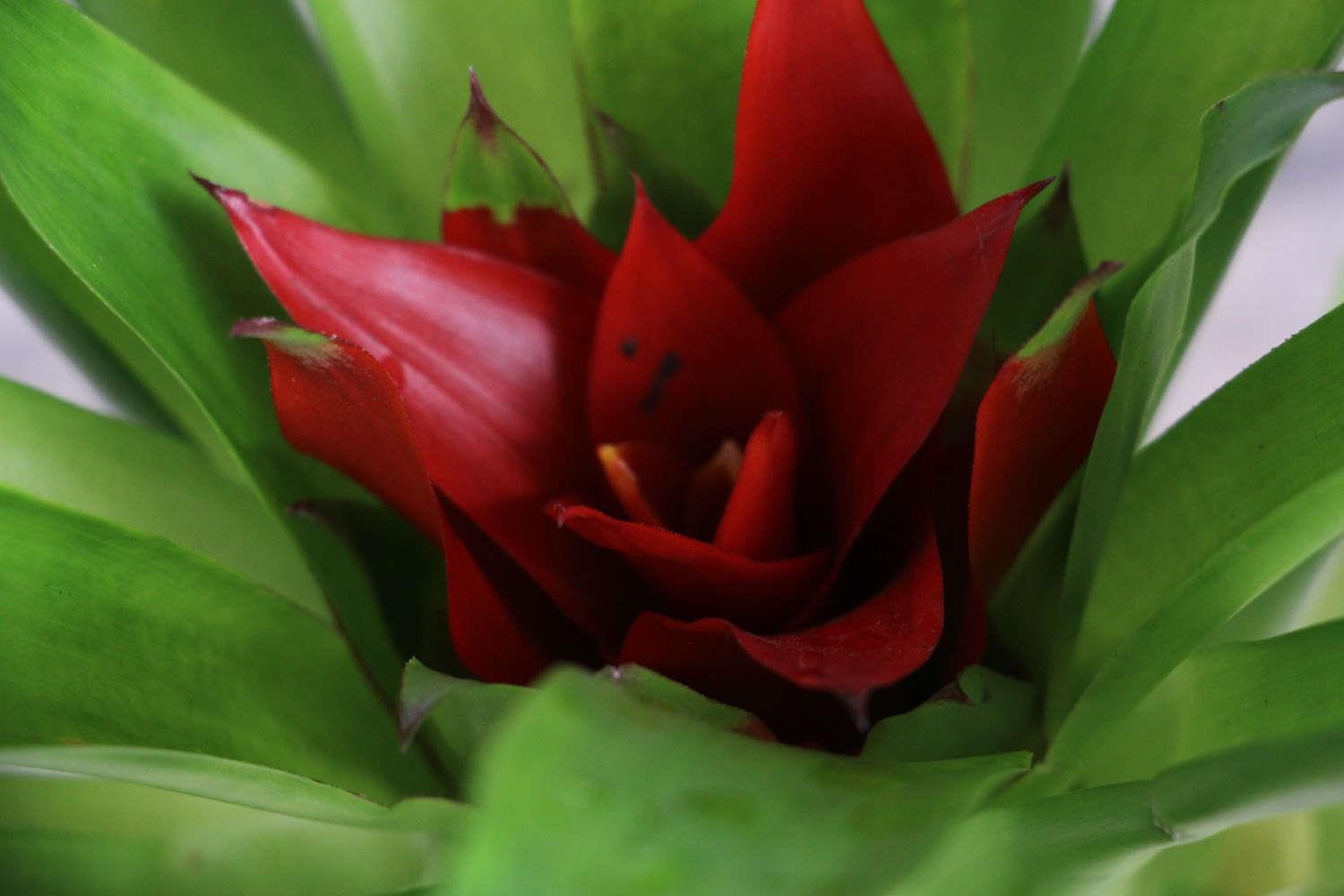 鸿运当头 鸿运当头