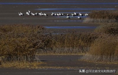 ​大批东方白鹳飞临河北唐山曹妃甸