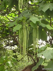 ​豇豆长在树上啦，你见过吗？它是什么树？