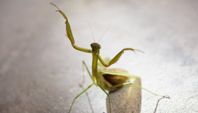 ​螳螂吃蚯蚓吗