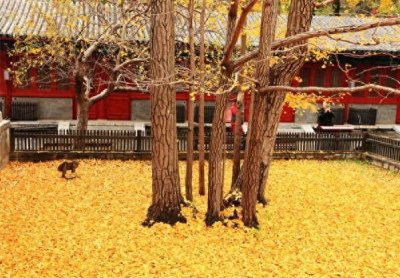 ​林徽因《别丢掉》朗诵