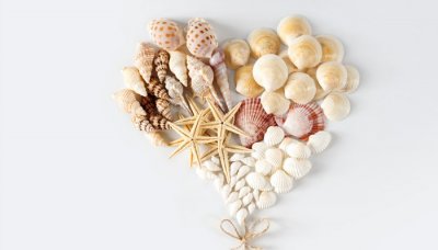 ​海笋是什么东西