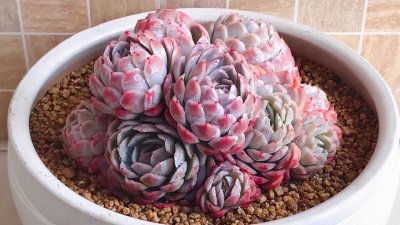 ​月影系多肉中不容错过的6个品种，曾经可都是贵货，出状态很仙气