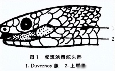 ​重庆男子偶遇“鸡冠蛇”，无毒牙却比眼镜蛇还毒，传说真实存在？