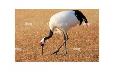 ​从japonensisjava到成熟：情感成长之路