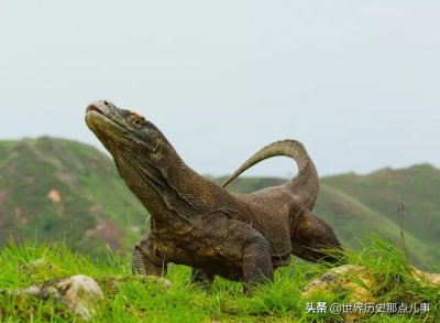​科莫多巨蜥：源于4000万年前，口含剧毒奔跑如飞，一月一顿饭