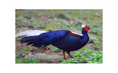 ​赡养老人打官司麻烦吗，法律上怎么解决？