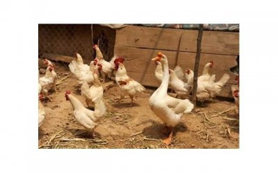 ​大熊猫的走路姿势有多可爱？介绍大熊猫走路的方法