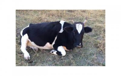 ​失去爱情的人必看绝情的人怎么挽回？