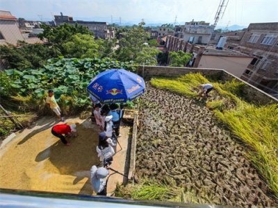 ​广西玉林村民花10万在楼顶造“田园”后续来了！稻谷产量150公斤