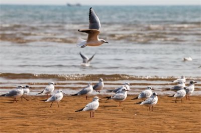 ​景深丨国际爱鸟日：用爱守护“飞羽精灵”