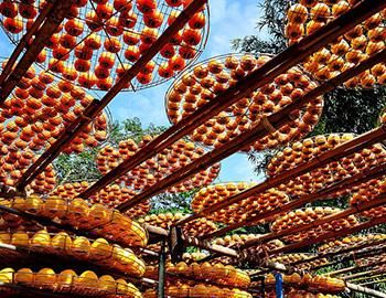 冷水懒柿子的制作方法