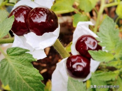 ​车厘子吃多了会有什么不良反应 车厘子吃多了容易中毒吗