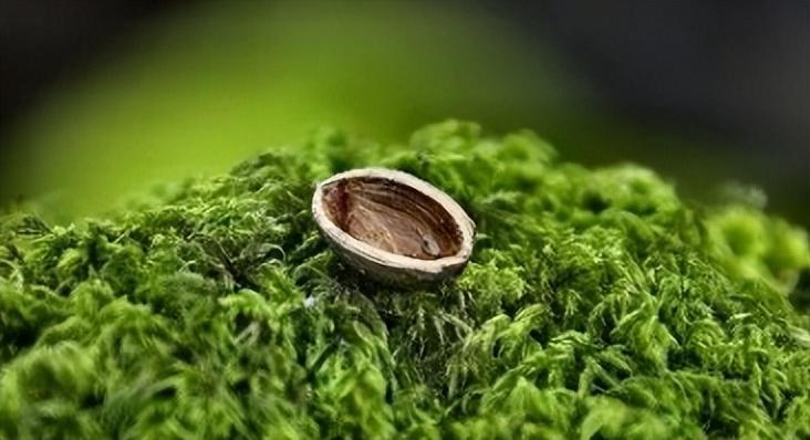 香蕉皮属于什么垃圾分类(香蕉皮是厨余垃圾吗)